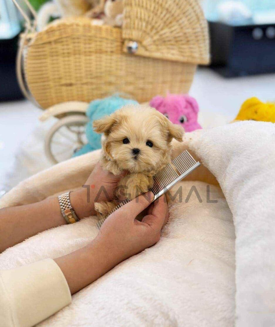 Maltipoo puppy for sale, dog for sale at Tagnimal