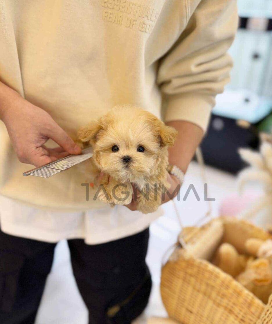 Maltipoo puppy for sale, dog for sale at Tagnimal