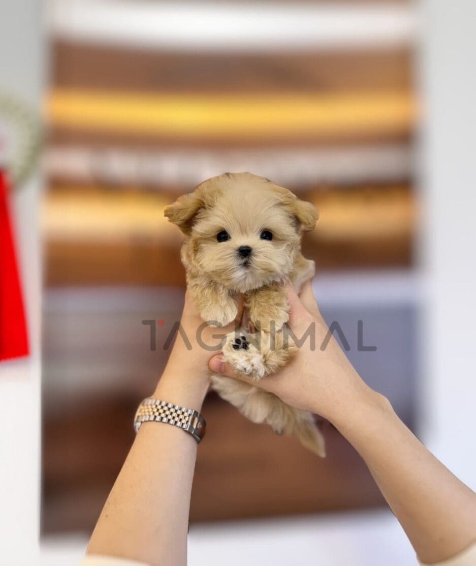 Maltipoo puppy for sale, dog for sale at Tagnimal