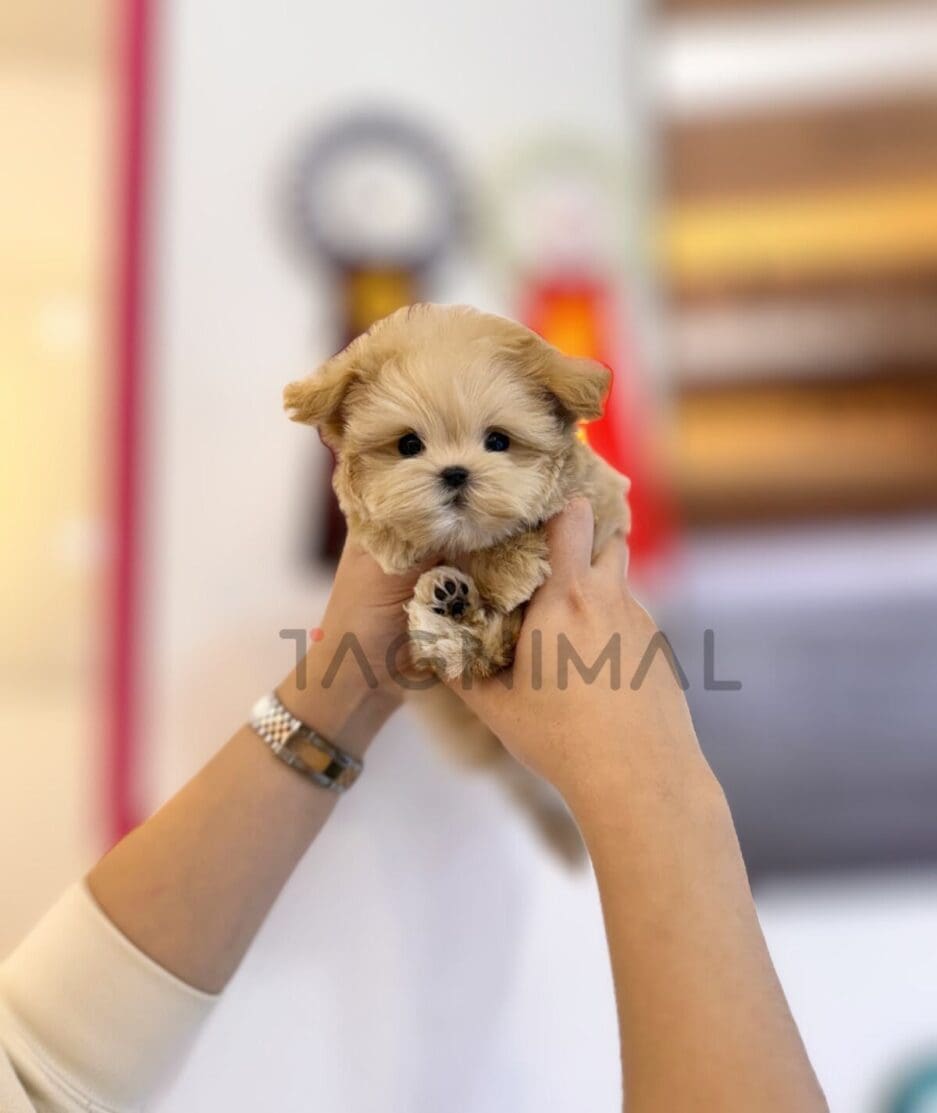 Maltipoo puppy for sale, dog for sale at Tagnimal