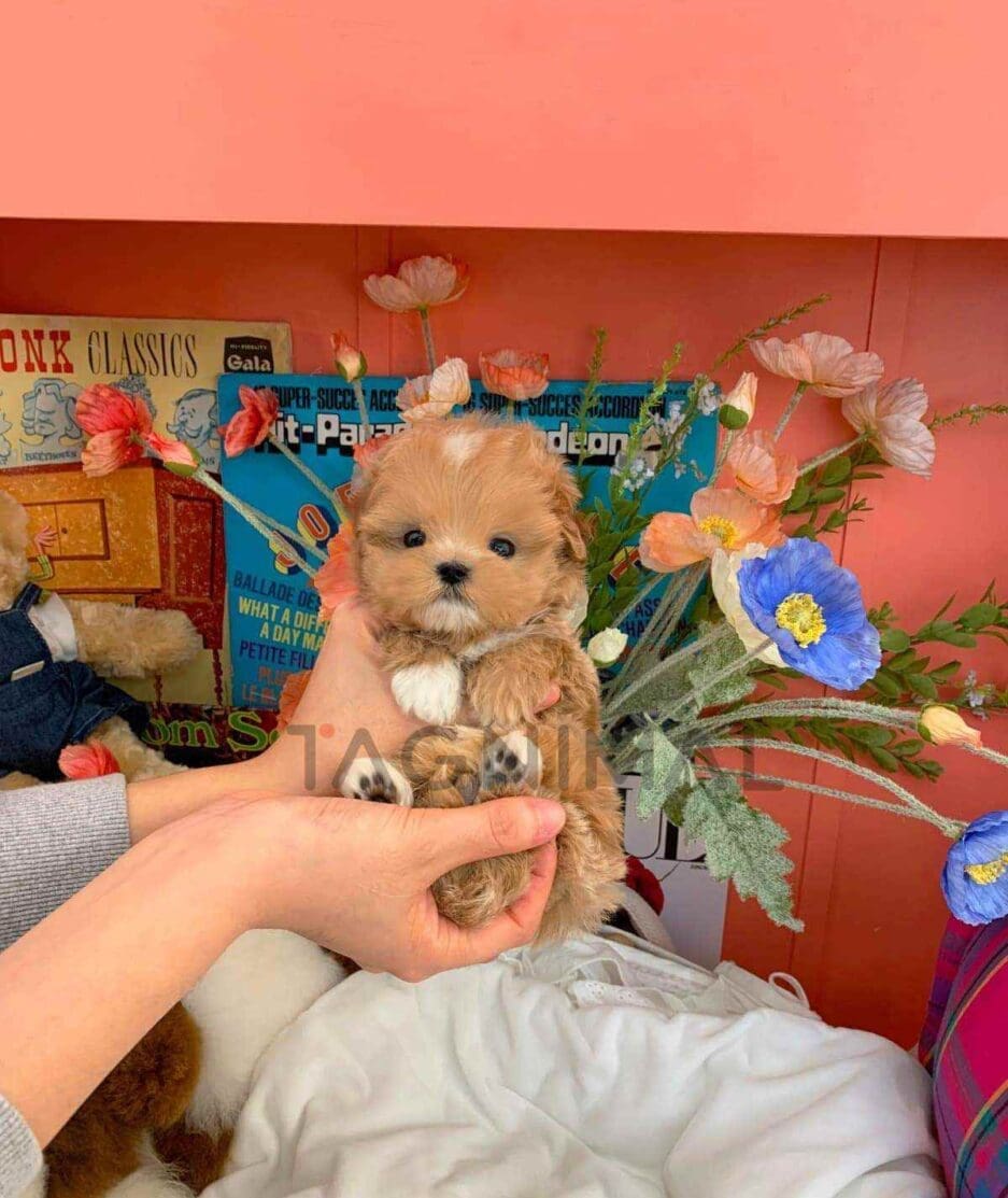 Maltipoo puppy for sale, dog for sale at Tagnimal