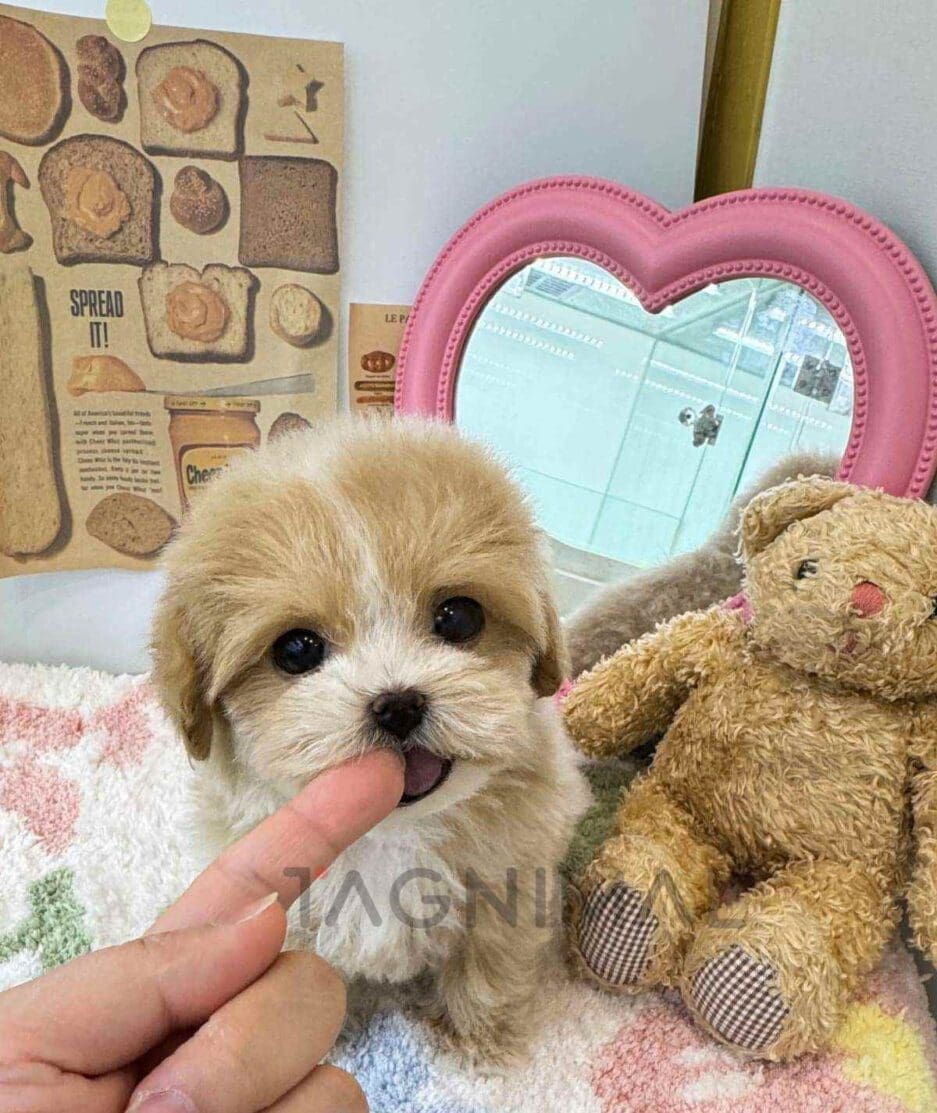 Maltipoo puppy for sale, dog for sale at Tagnimal