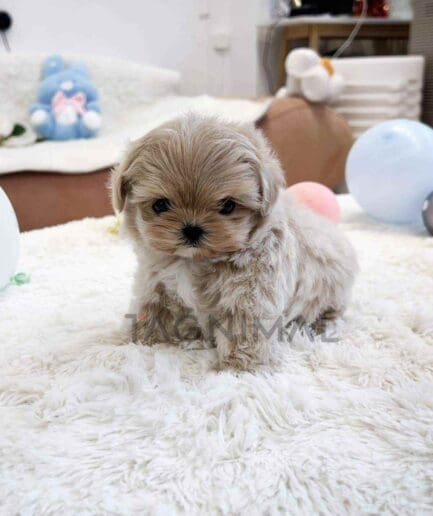 Maltipoo puppy for sale, dog for sale at Tagnimal