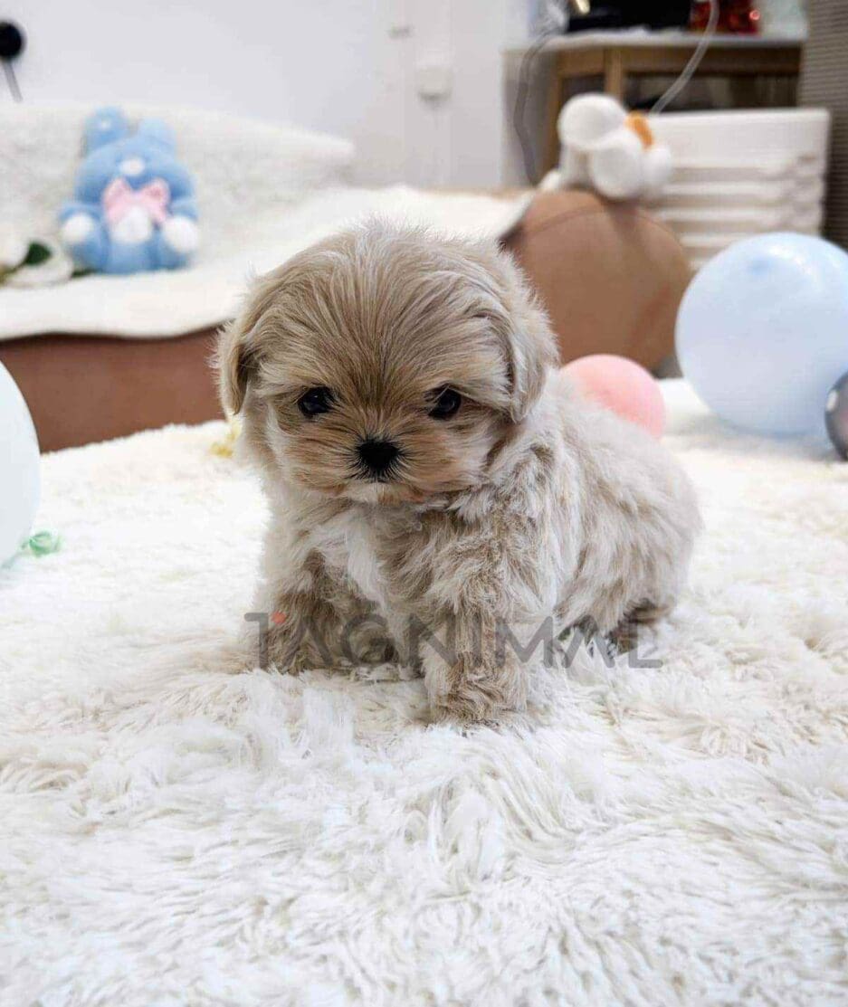 Maltipoo puppy for sale, dog for sale at Tagnimal