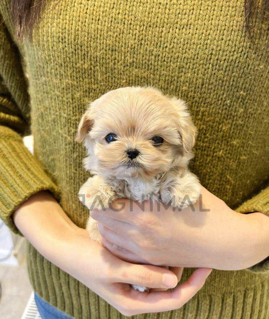 Maltipoo puppy for sale, dog for sale at Tagnimal