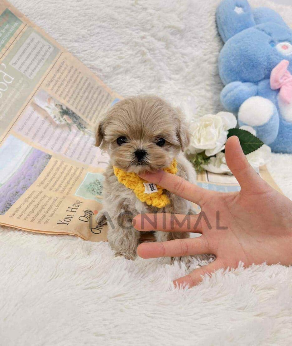 Maltipoo puppy for sale, dog for sale at Tagnimal