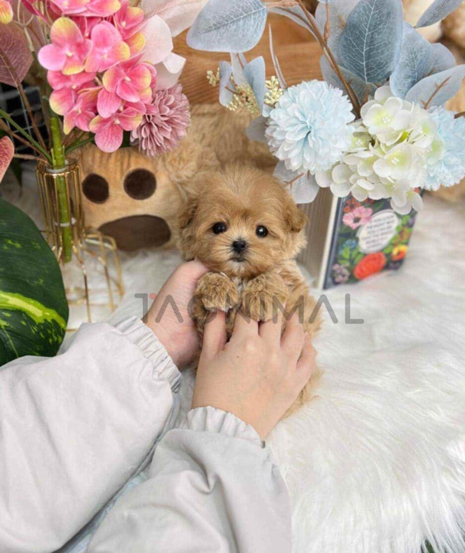 Maltipoo puppy for sale, dog for sale at Tagnimal