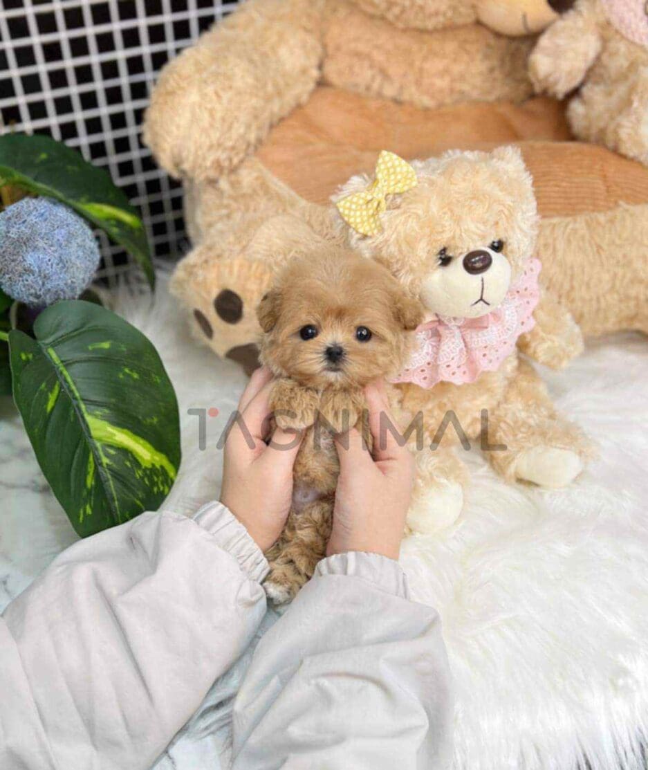 Maltipoo puppy for sale, dog for sale at Tagnimal