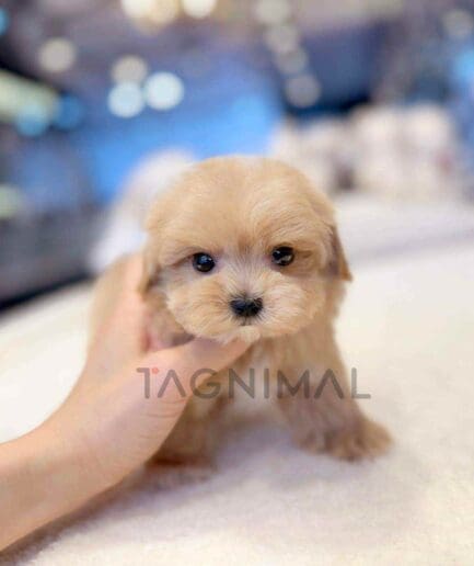 Maltipoo puppy for sale, dog for sale at Tagnimal