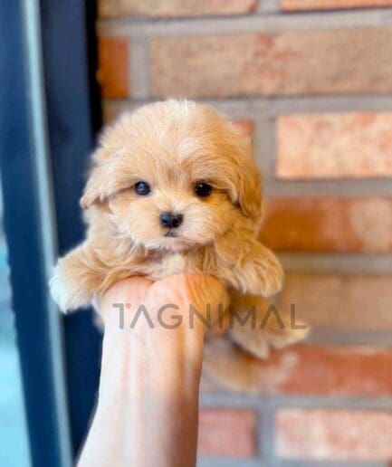 Maltipoo puppy for sale, dog for sale at Tagnimal