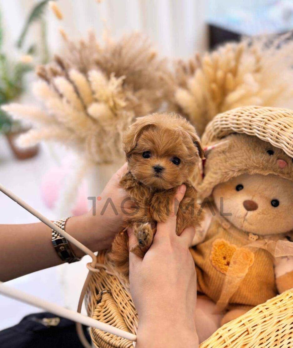 Maltipoo puppy for sale, dog for sale at Tagnimal