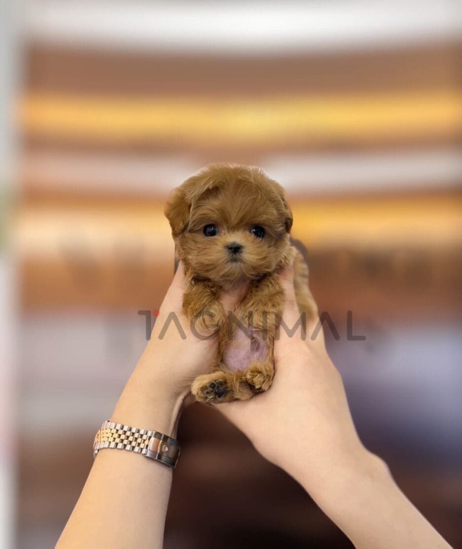 Maltipoo puppy for sale, dog for sale at Tagnimal