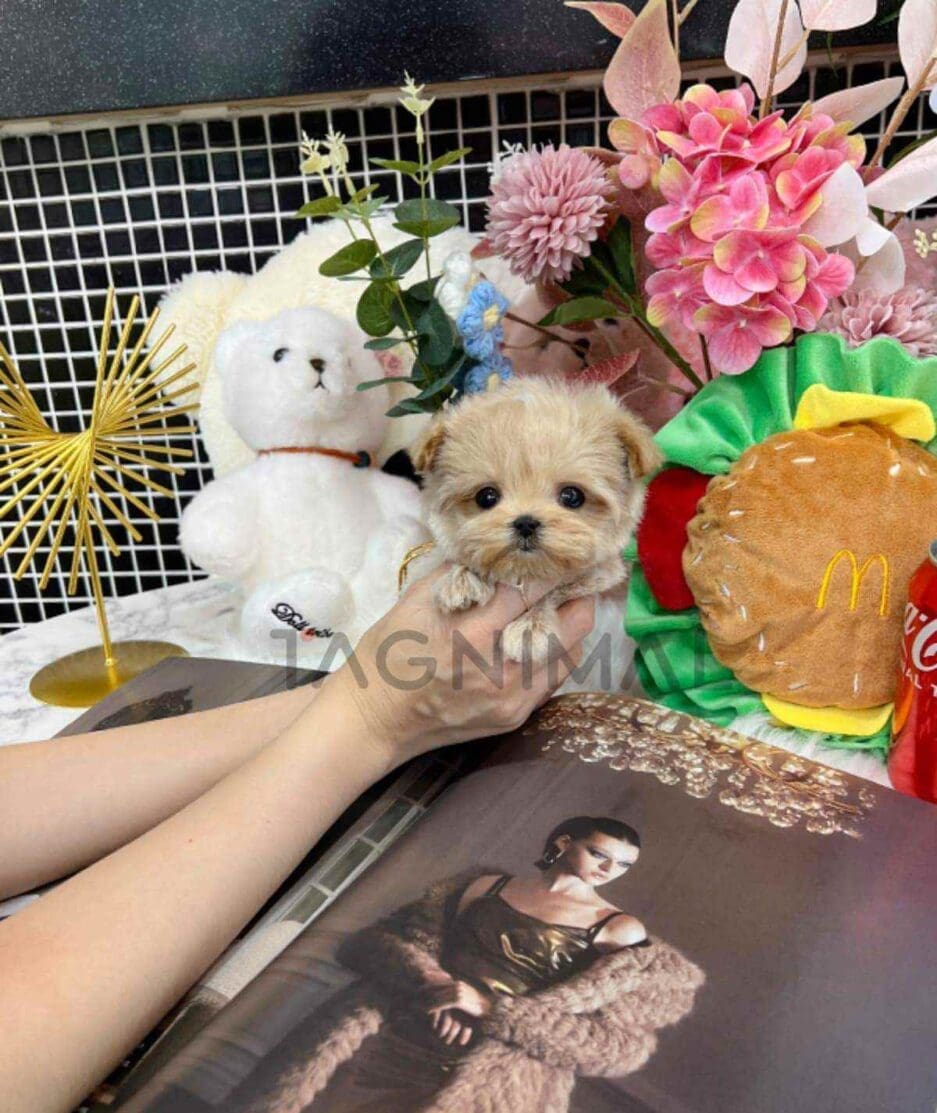 Maltipoo puppy for sale, dog for sale at Tagnimal