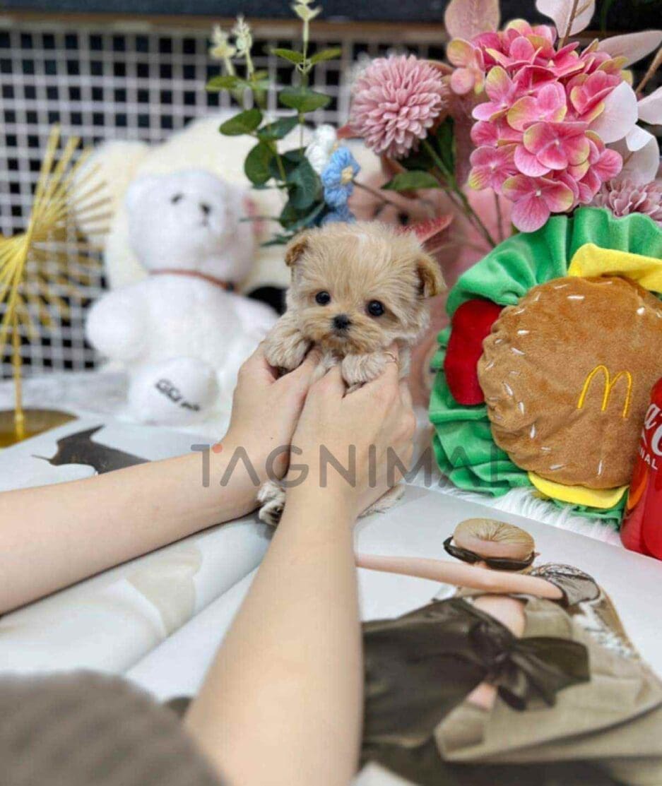 Maltipoo puppy for sale, dog for sale at Tagnimal