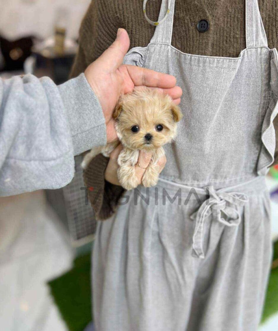 Maltipoo puppy for sale, dog for sale at Tagnimal