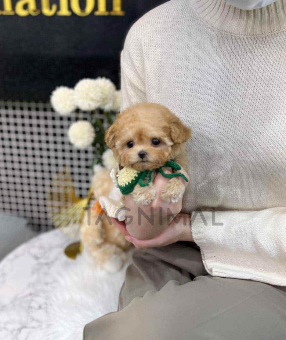 Maltipoo puppy for sale, dog for sale at Tagnimal