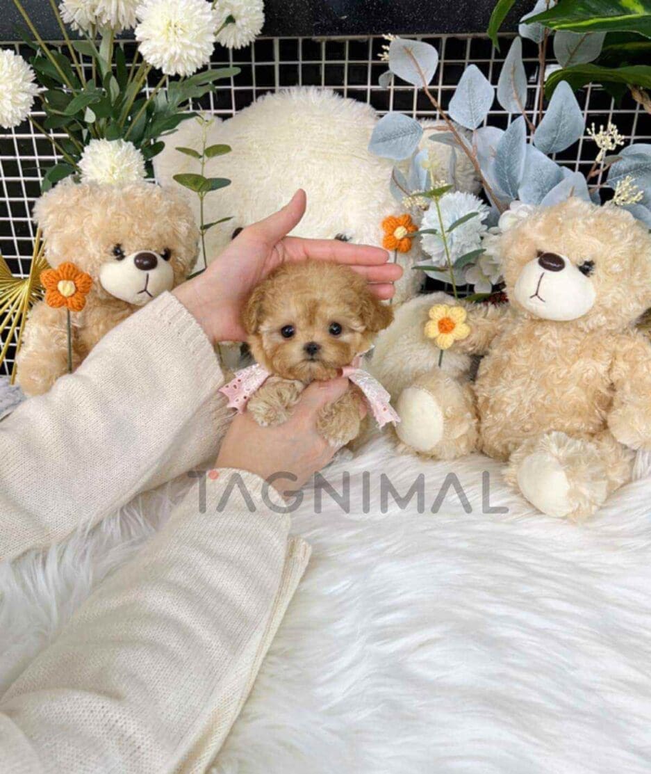 Maltipoo puppy for sale, dog for sale at Tagnimal