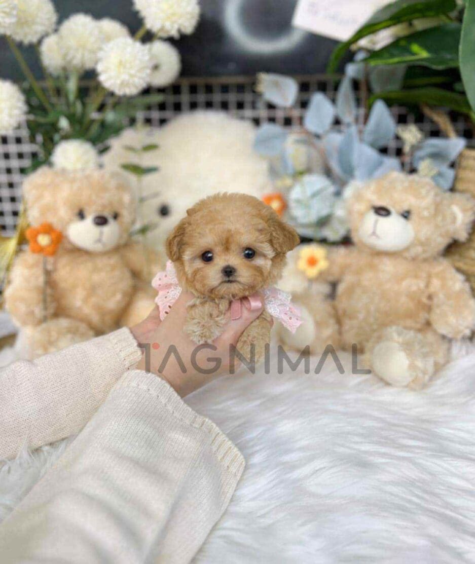 Maltipoo puppy for sale, dog for sale at Tagnimal