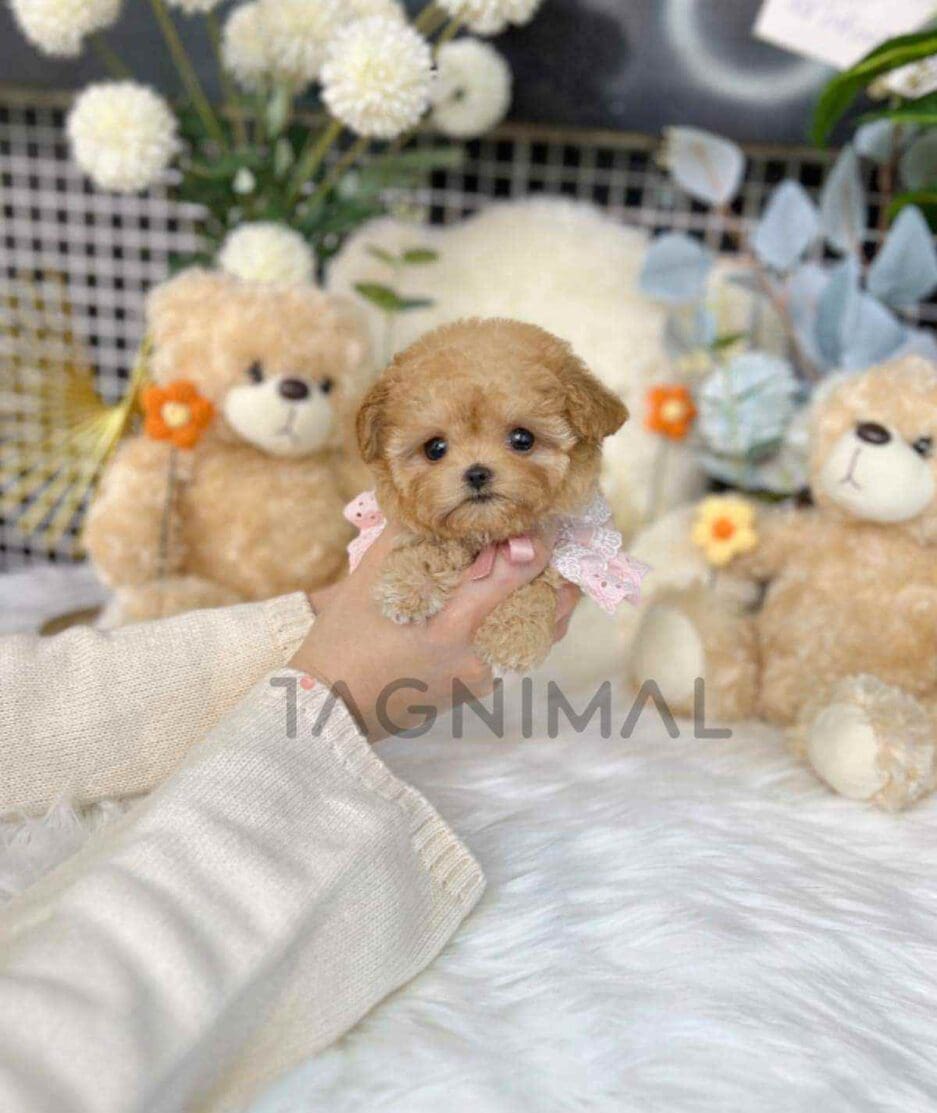 Maltipoo puppy for sale, dog for sale at Tagnimal