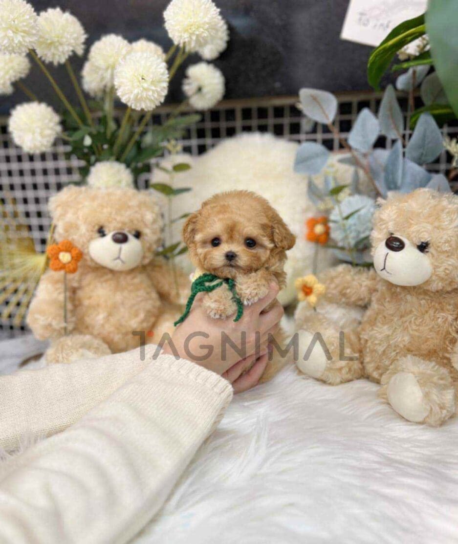 Maltipoo puppy for sale, dog for sale at Tagnimal