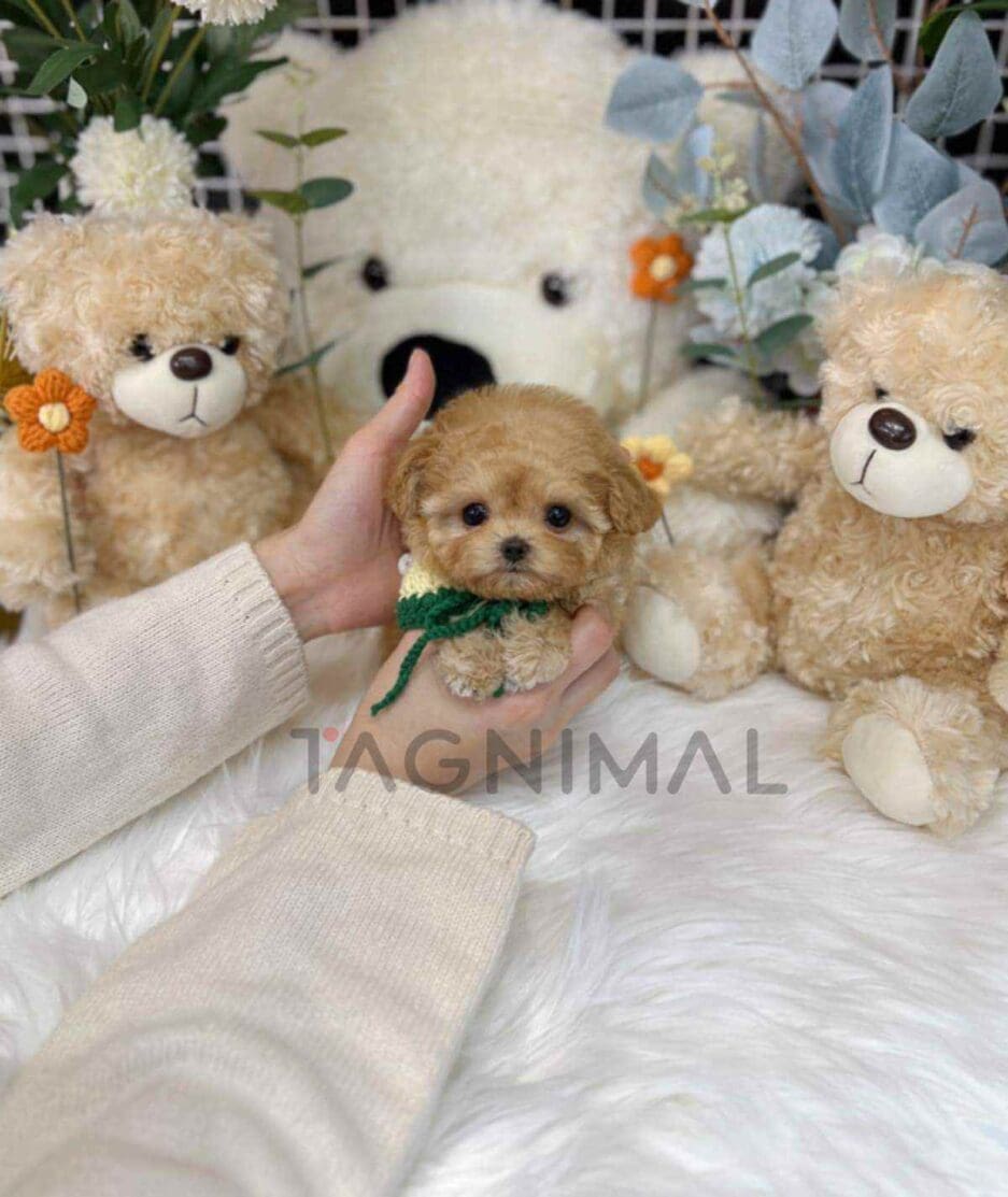 Maltipoo puppy for sale, dog for sale at Tagnimal