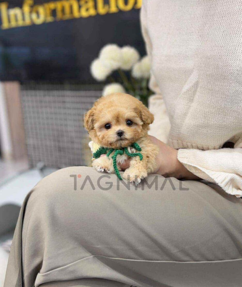 Maltipoo puppy for sale, dog for sale at Tagnimal