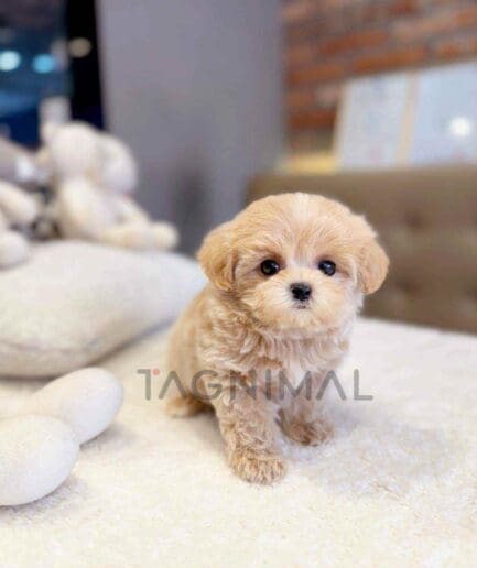 Maltipoo puppy for sale, dog for sale at Tagnimal