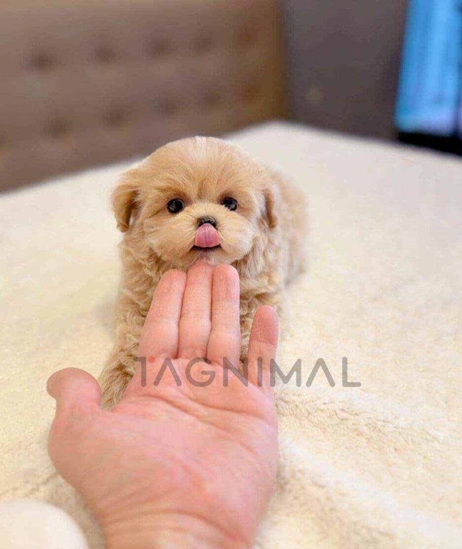 Maltipoo puppy for sale, dog for sale at Tagnimal