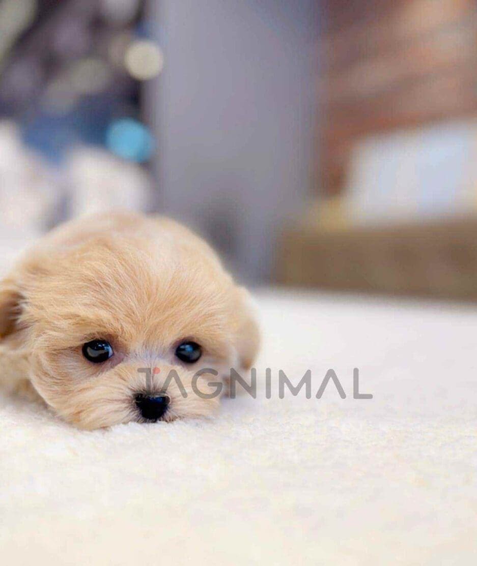 Maltipoo puppy for sale, dog for sale at Tagnimal