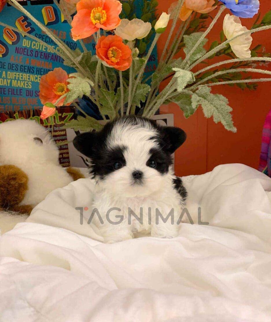 Maltipoo puppy for sale, dog for sale at Tagnimal