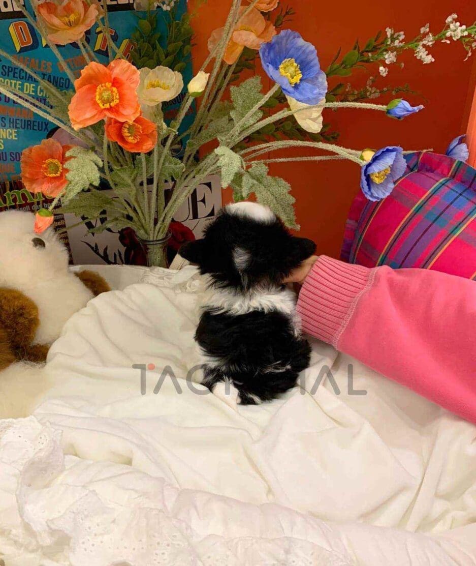 Maltipoo puppy for sale, dog for sale at Tagnimal