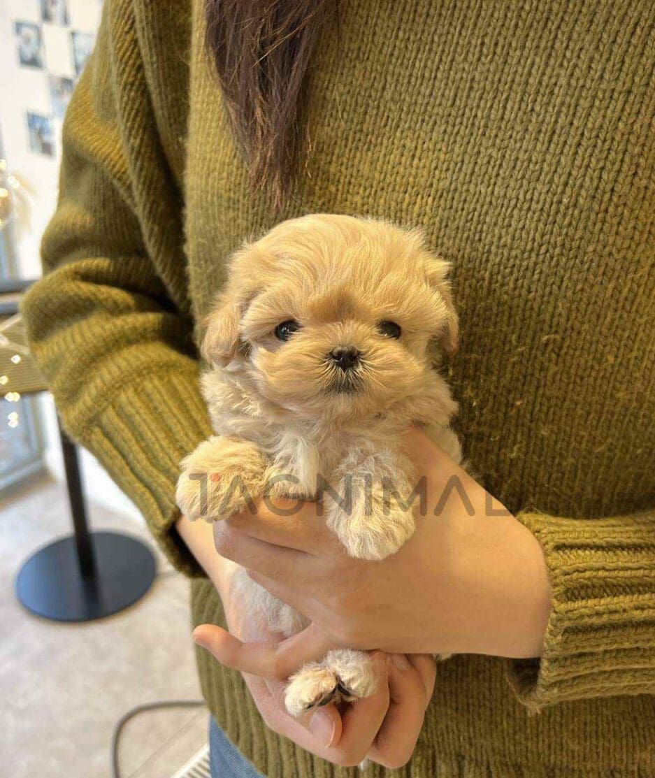 Maltipoo puppy for sale, dog for sale at Tagnimal