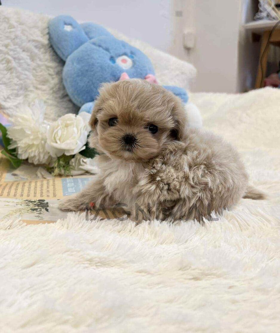 Maltipoo puppy for sale, dog for sale at Tagnimal