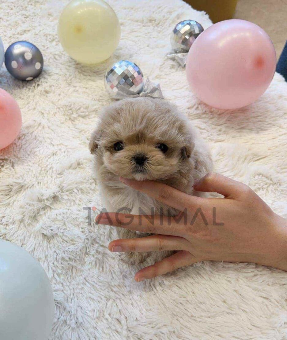 Maltipoo puppy for sale, dog for sale at Tagnimal