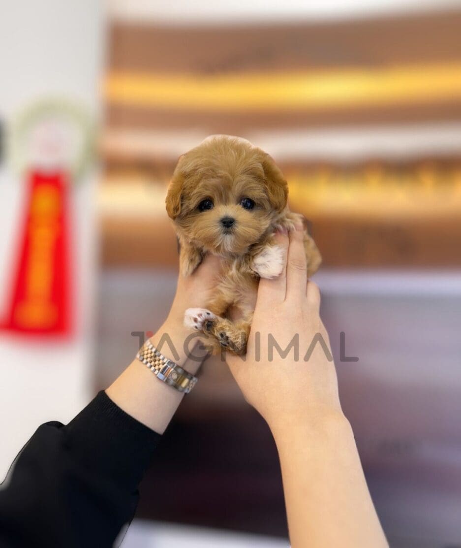 Maltipoo puppy for sale, dog for sale at Tagnimal