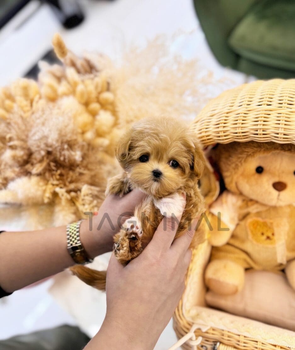 Maltipoo puppy for sale, dog for sale at Tagnimal