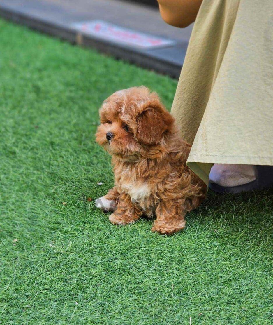 Maltipoo puppy for sale, dog for sale at Tagnimal