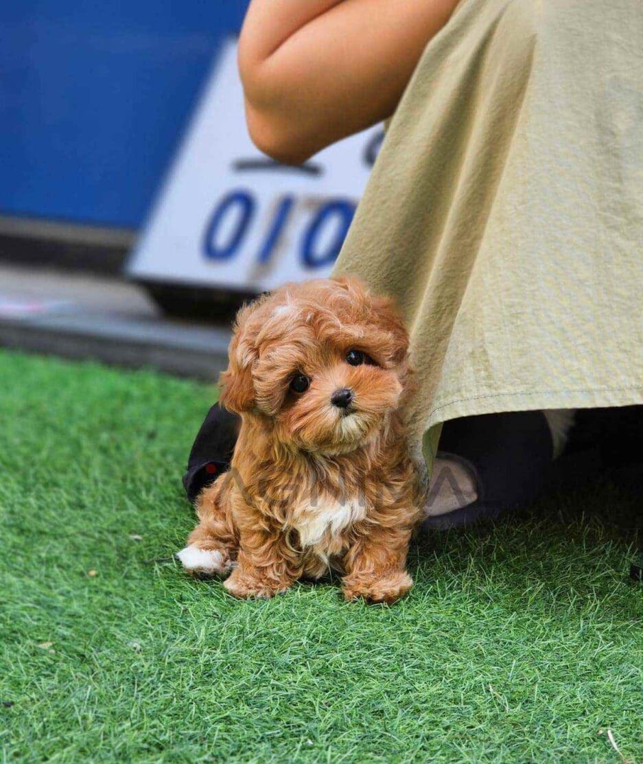 Maltipoo puppy for sale, dog for sale at Tagnimal