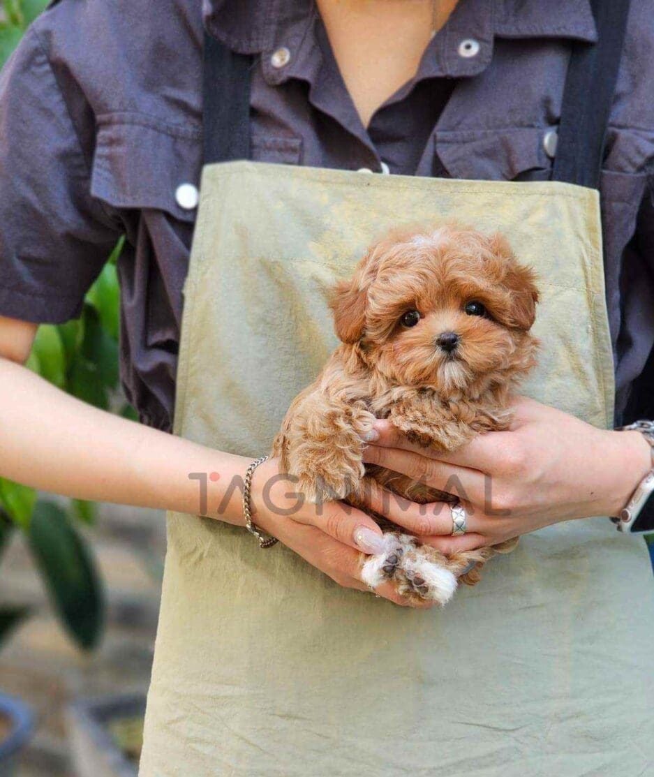 Maltipoo puppy for sale, dog for sale at Tagnimal