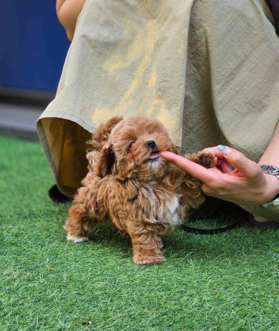 Maltipoo puppy for sale, dog for sale at Tagnimal