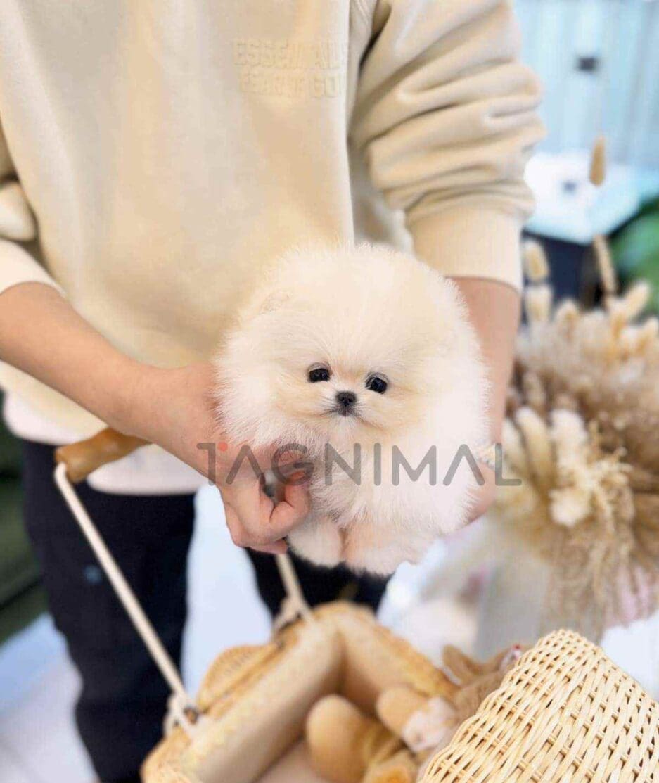 Pomeranian puppy for sale, dog for sale at Tagnimal