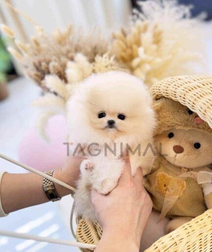 Pomeranian puppy for sale, dog for sale at Tagnimal