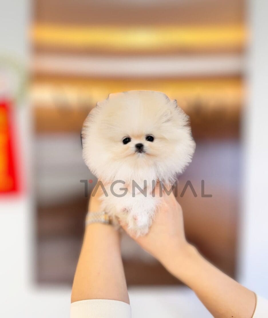 Pomeranian puppy for sale, dog for sale at Tagnimal