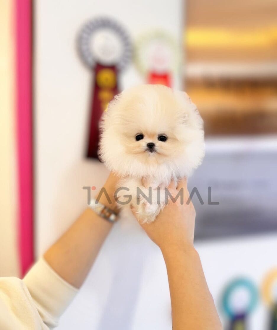 Pomeranian puppy for sale, dog for sale at Tagnimal