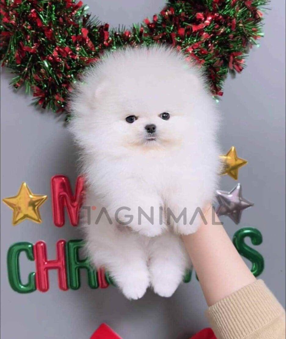 Pomeranian puppy for sale, dog for sale at Tagnimal