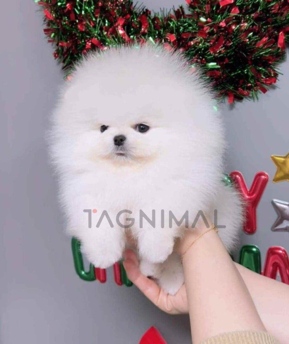 Pomeranian puppy for sale, dog for sale at Tagnimal