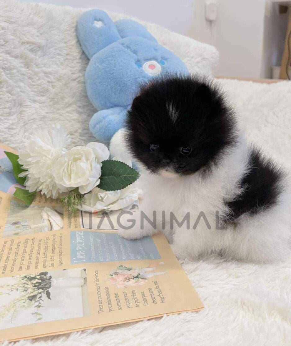 Pomeranian puppy for sale, dog for sale at Tagnimal