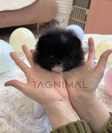 Pomeranian puppy for sale, dog for sale at Tagnimal