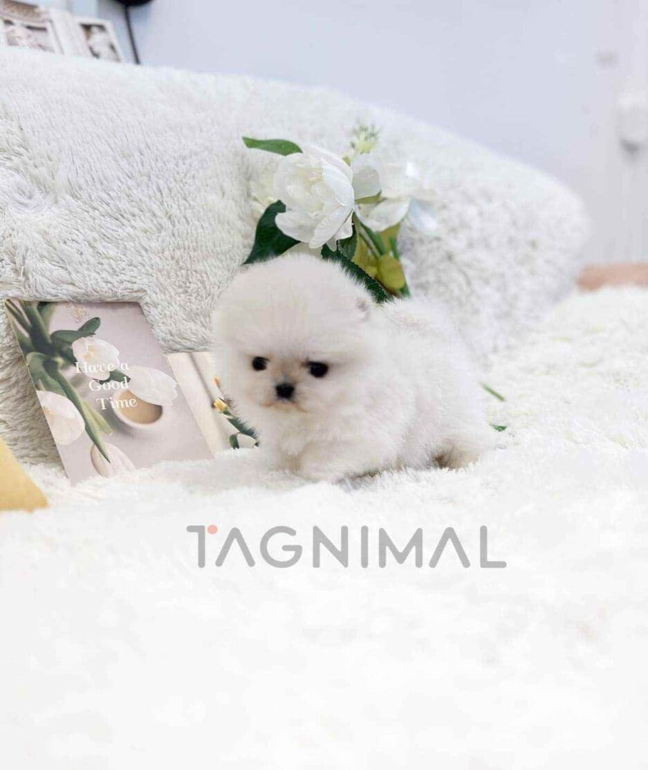 Pomeranian puppy for sale, dog for sale at Tagnimal