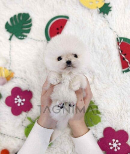 Pomeranian puppy for sale, dog for sale at Tagnimal